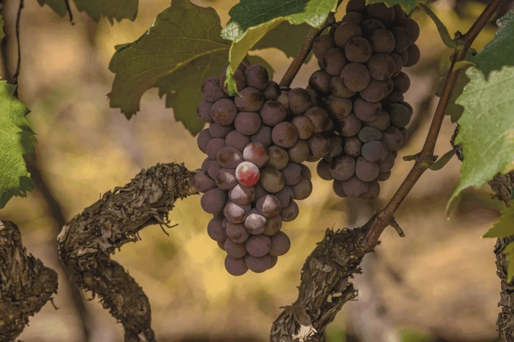 Embrapa lança duas novas cultivares de uvas com foco em produtividade e resistência 