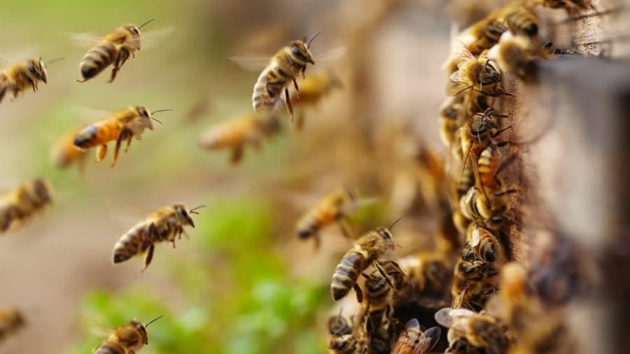 Ocorrências envolvendo abelhas e marimbondos crescem 71% no RS