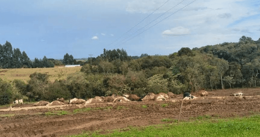 Queda de cabo de energia causa morte de cerca de 30 vacas em Abelardo Luz