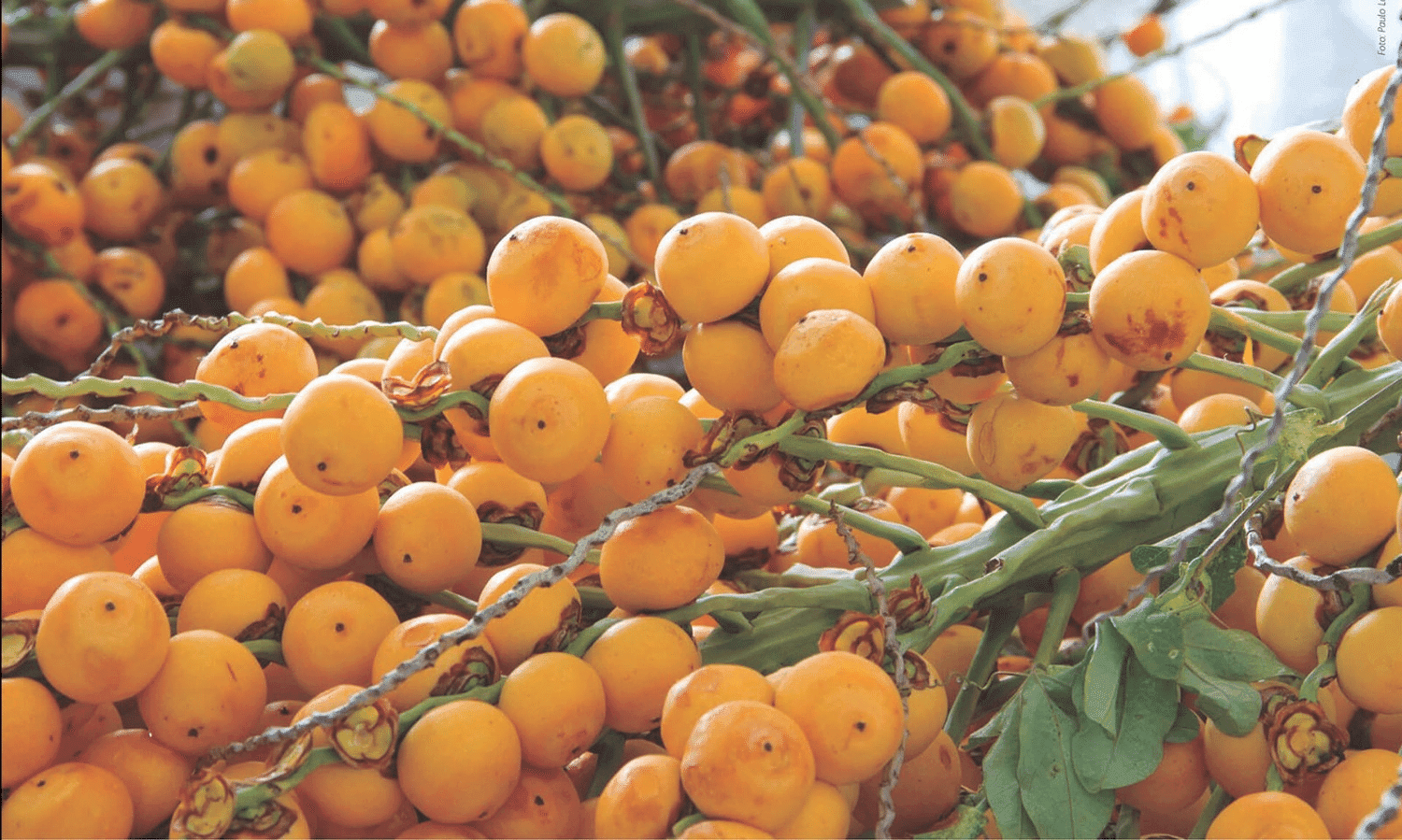 Governo do Estado chama escolas do RS a participarem do Desafio do Butiá